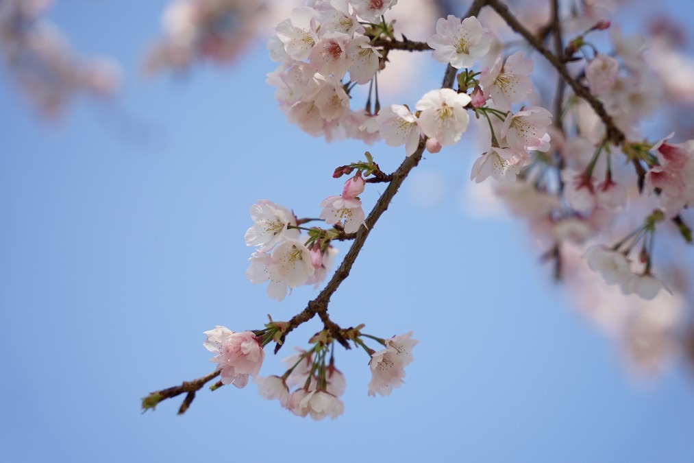 桜